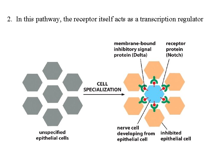 2. In this pathway, the receptor itself acts as a transcription regulator 