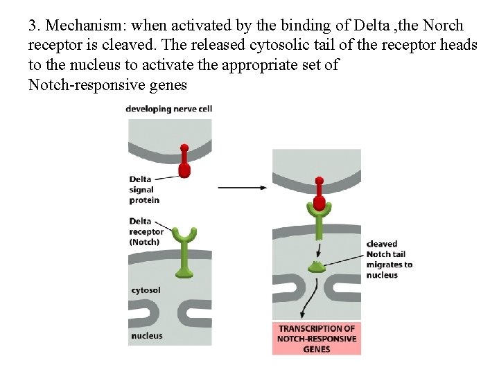 3. Mechanism: when activated by the binding of Delta , the Norch receptor is