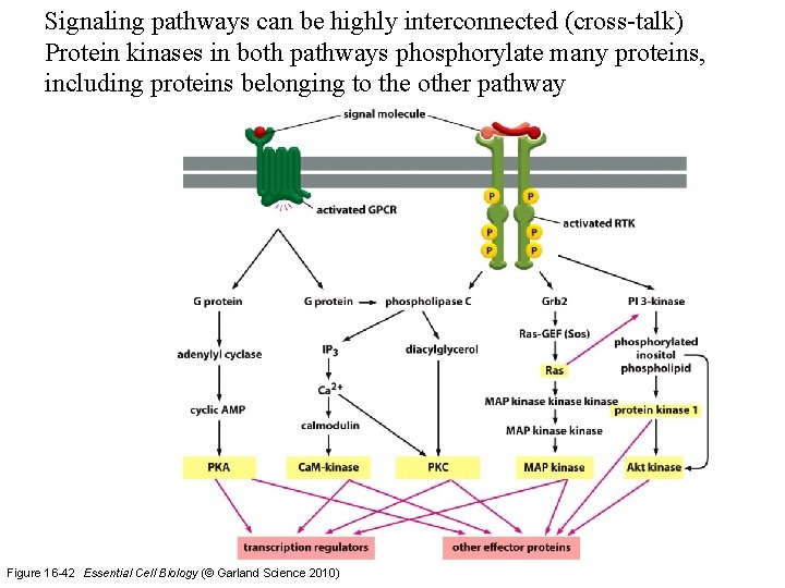 Signaling pathways can be highly interconnected (cross-talk) Protein kinases in both pathways phosphorylate many