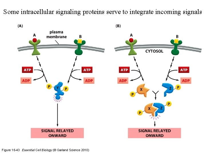 Some intracellular signaling proteins serve to integrate incoming signals Figure 16 -43 Essential Cell