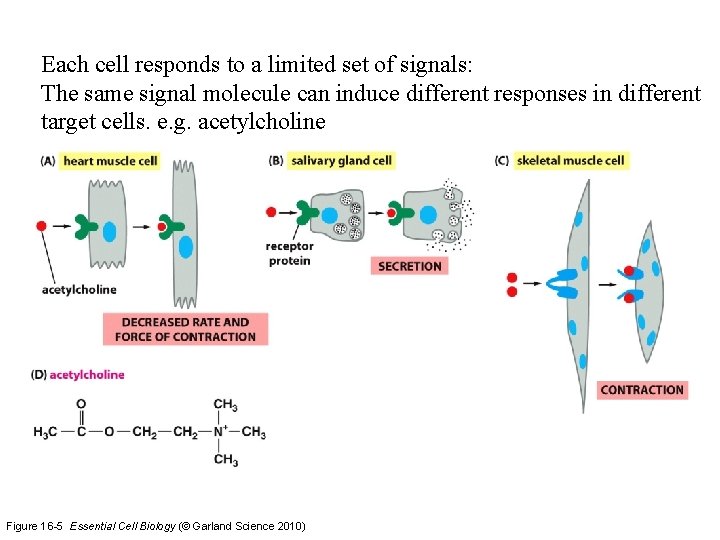 Each cell responds to a limited set of signals: The same signal molecule can