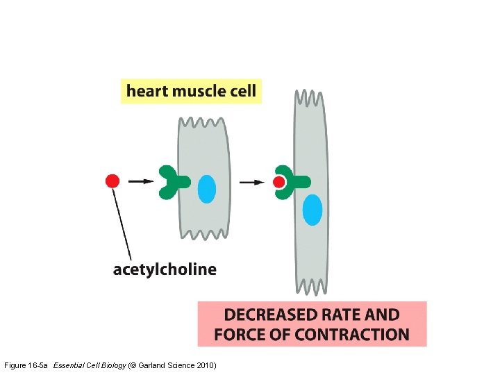 Figure 16 -5 a Essential Cell Biology (© Garland Science 2010) 