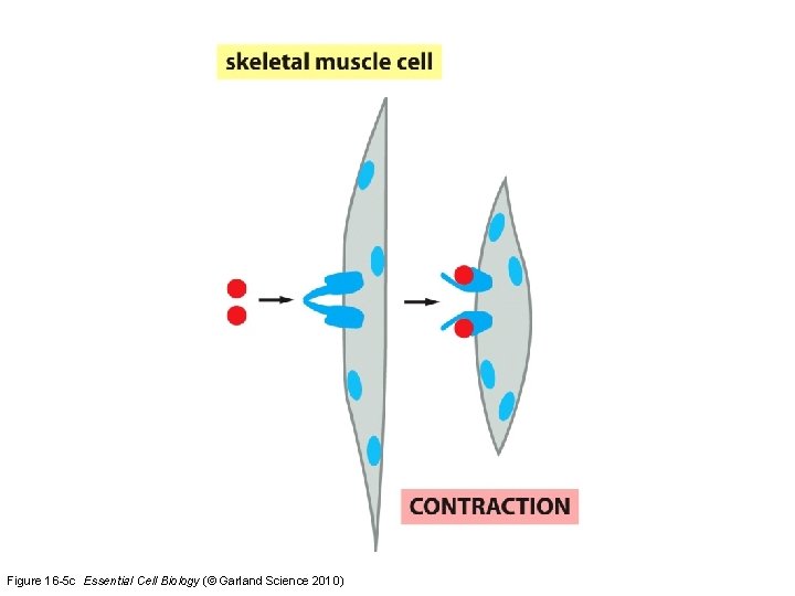 Figure 16 -5 c Essential Cell Biology (© Garland Science 2010) 