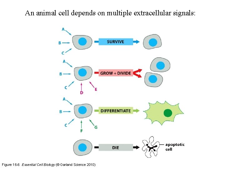 An animal cell depends on multiple extracellular signals: Figure 16 -6 Essential Cell Biology