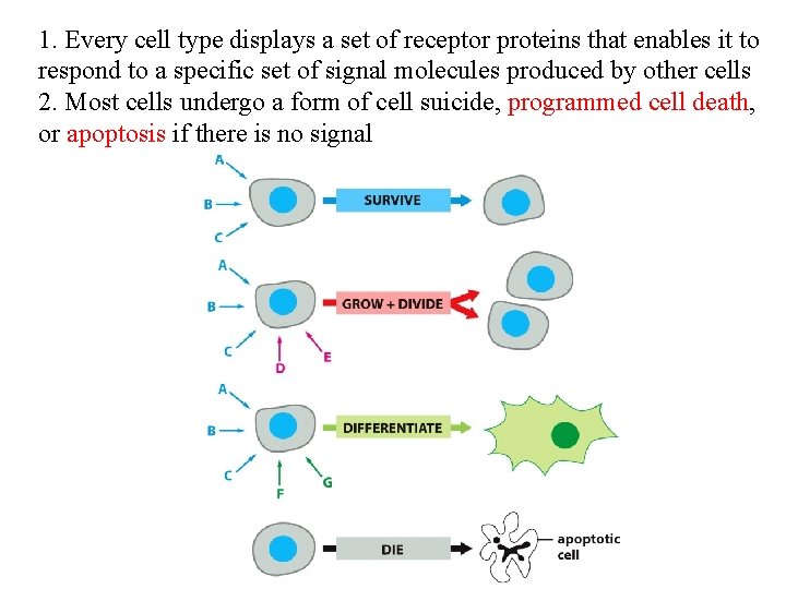 1. Every cell type displays a set of receptor proteins that enables it to