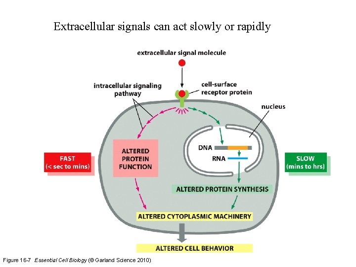 Extracellular signals can act slowly or rapidly Figure 16 -7 Essential Cell Biology (©