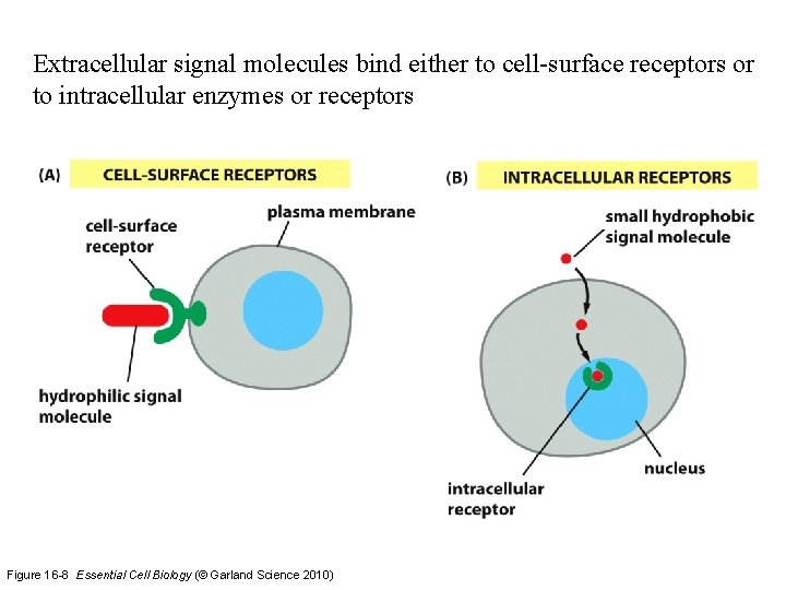 Extracellular signal molecules bind either to cell-surface receptors or to intracellular enzymes or receptors