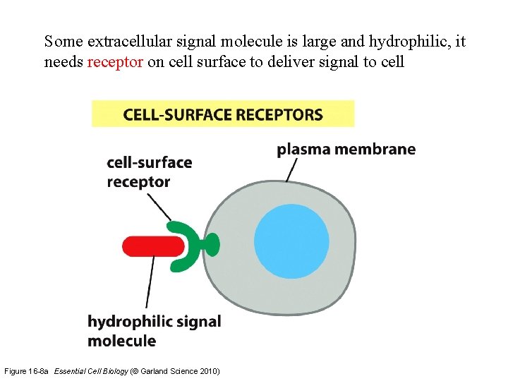 Some extracellular signal molecule is large and hydrophilic, it needs receptor on cell surface