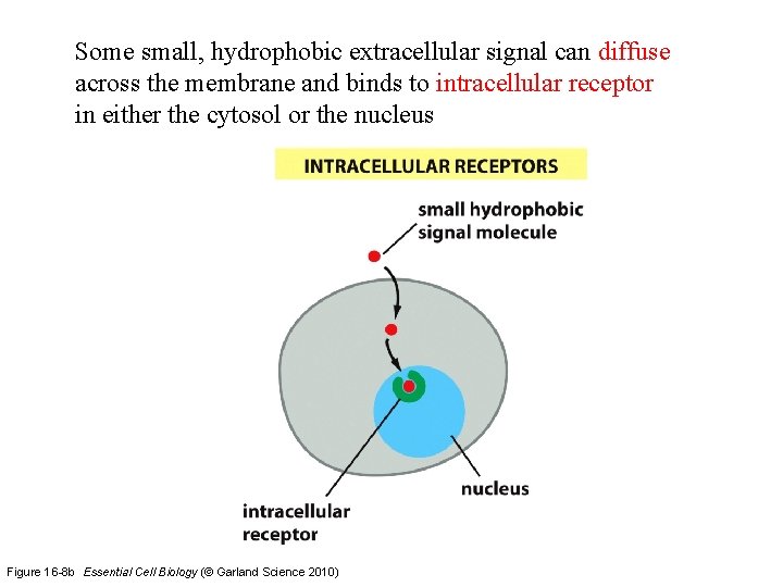 Some small, hydrophobic extracellular signal can diffuse across the membrane and binds to intracellular
