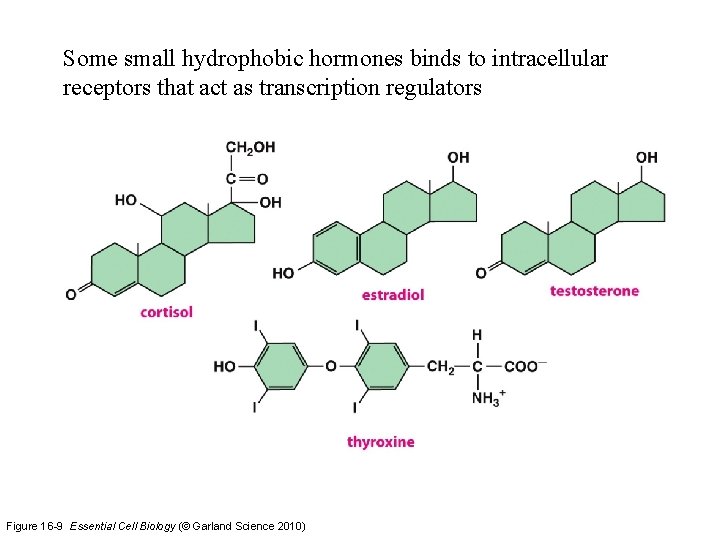 Some small hydrophobic hormones binds to intracellular receptors that act as transcription regulators Figure