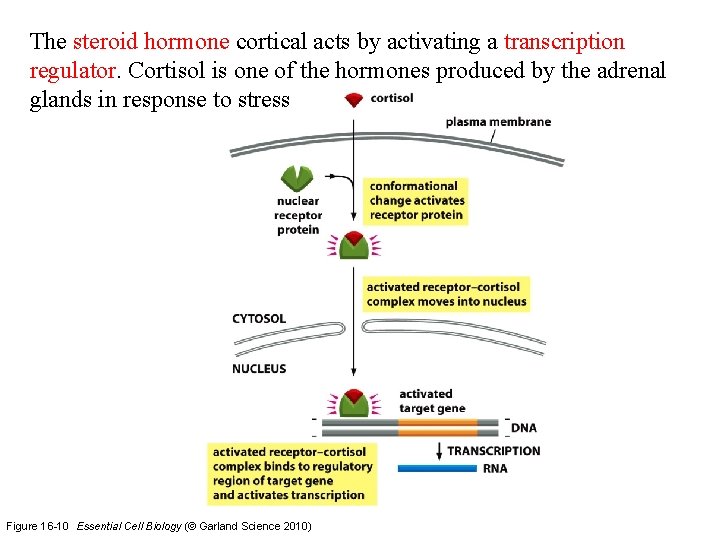 The steroid hormone cortical acts by activating a transcription regulator. Cortisol is one of