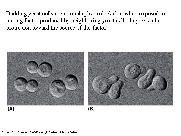 Budding yeast cells are normal spherical (A) but when exposed to mating factor produced