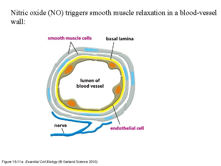 Nitric oxide (NO) triggers smooth muscle relaxation in a blood-vessel wall: Figure 16 -11