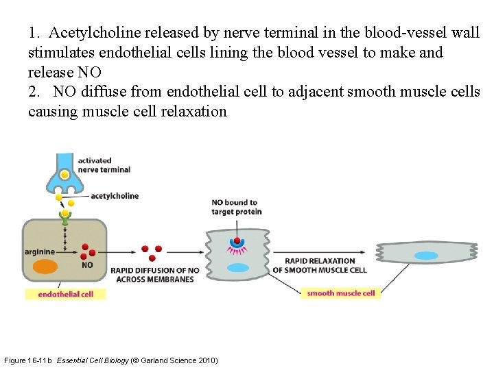 1. Acetylcholine released by nerve terminal in the blood-vessel wall stimulates endothelial cells lining