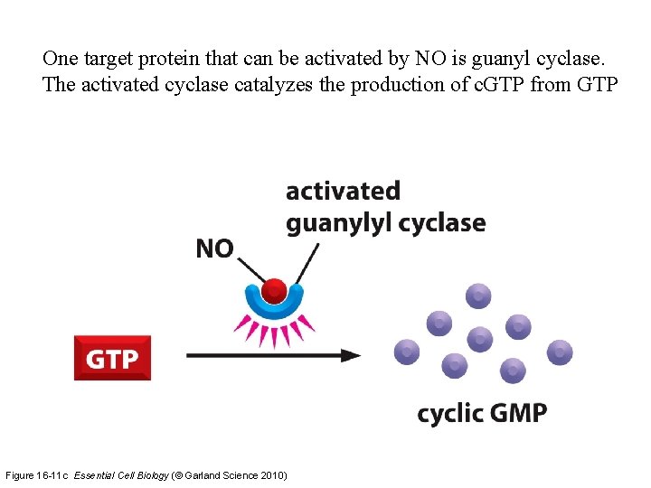 One target protein that can be activated by NO is guanyl cyclase. The activated