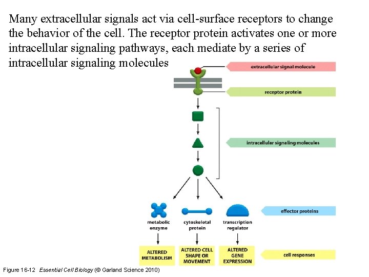 Many extracellular signals act via cell-surface receptors to change the behavior of the cell.