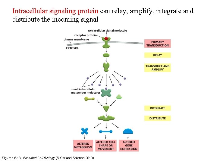 Intracellular signaling protein can relay, amplify, integrate and distribute the incoming signal Figure 16