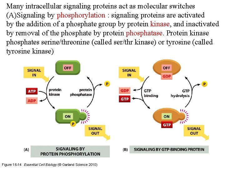 Many intracellular signaling proteins act as molecular switches (A)Signaling by phosphorylation : signaling proteins