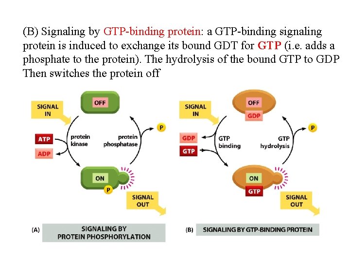 (B) Signaling by GTP-binding protein: a GTP-binding signaling protein is induced to exchange its