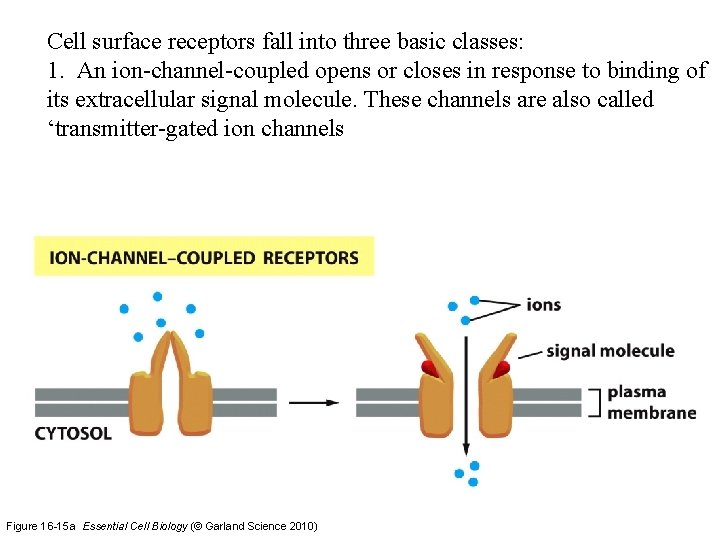 Cell surface receptors fall into three basic classes: 1. An ion-channel-coupled opens or closes
