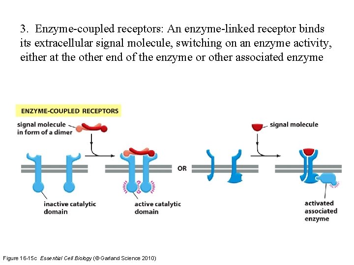 3. Enzyme-coupled receptors: An enzyme-linked receptor binds its extracellular signal molecule, switching on an
