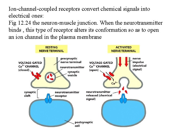 Ion-channel-coupled receptors convert chemical signals into electrical ones: Fig 12. 24 the neuron-muscle junction.