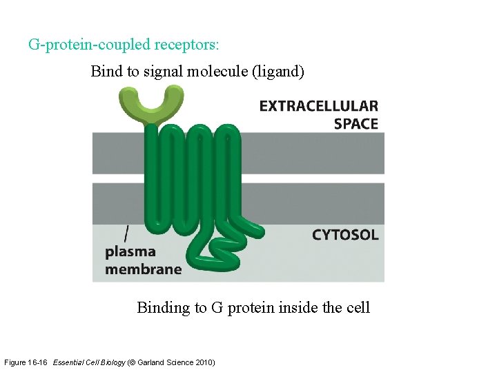 G-protein-coupled receptors: Bind to signal molecule (ligand) Binding to G protein inside the cell