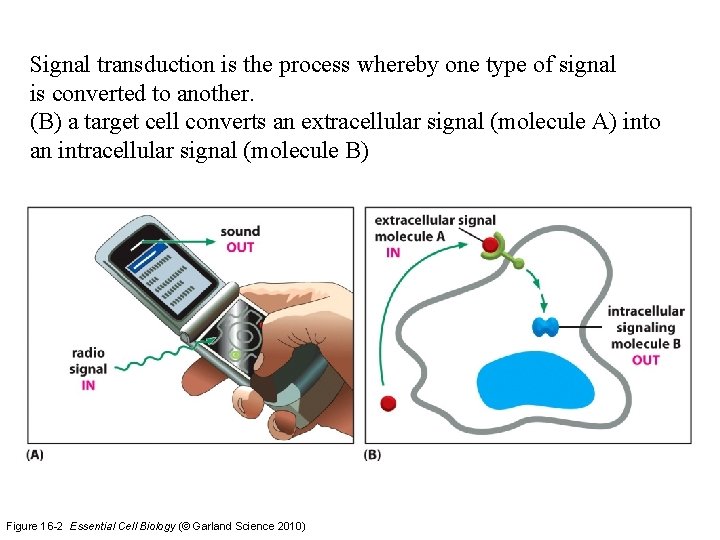 Signal transduction is the process whereby one type of signal is converted to another.