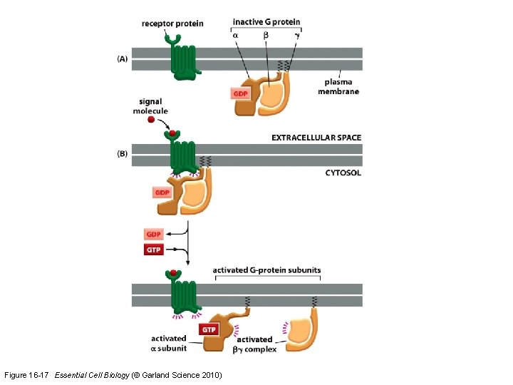 Figure 16 -17 Essential Cell Biology (© Garland Science 2010) 