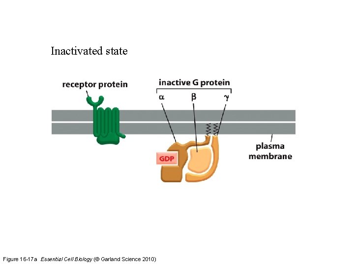 Inactivated state Figure 16 -17 a Essential Cell Biology (© Garland Science 2010) 