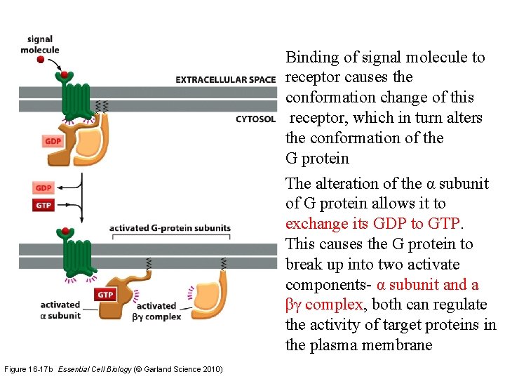 Binding of signal molecule to receptor causes the conformation change of this receptor, which