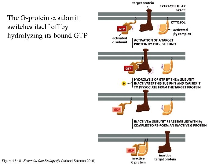 The G-protein a subunit switches itself off by hydrolyzing its bound GTP Figure 16