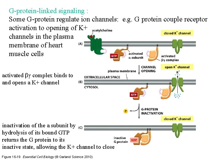G-protein-linked signaling : Some G-protein regulate ion channels: e. g. G protein couple receptor