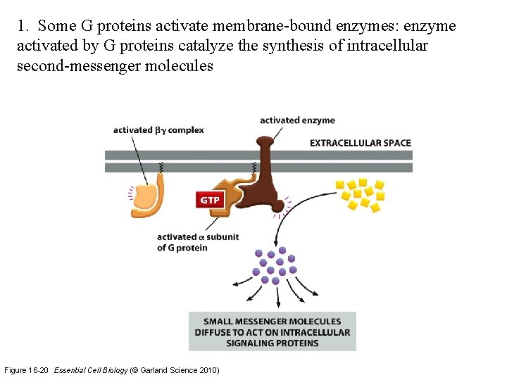1. Some G proteins activate membrane-bound enzymes: enzyme activated by G proteins catalyze the