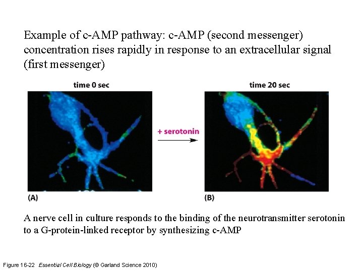 Example of c-AMP pathway: c-AMP (second messenger) concentration rises rapidly in response to an