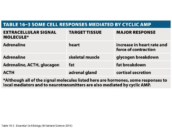 Table 16 -3 Essential Cell Biology (© Garland Science 2010) 