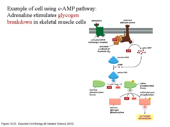 Example of cell using c-AMP pathway: Adrenaline stimulates glycogen breakdown in skeletal muscle cells