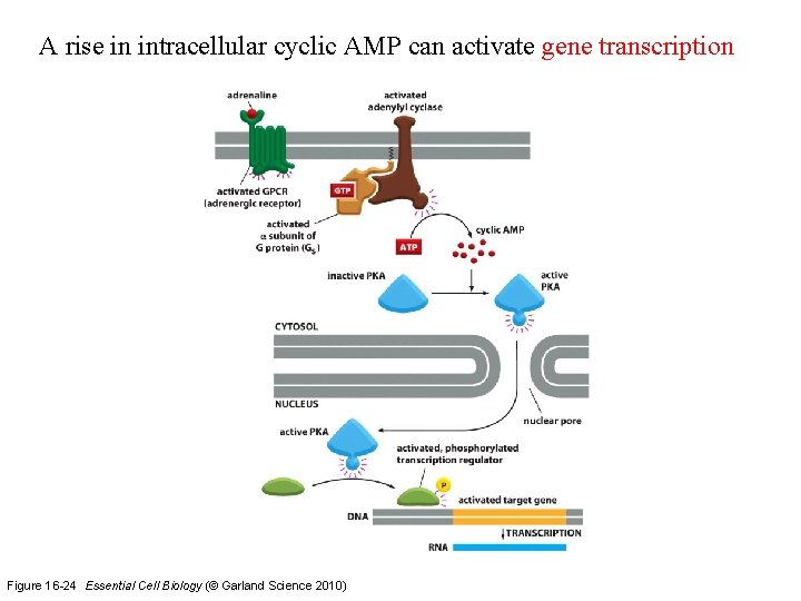 A rise in intracellular cyclic AMP can activate gene transcription Figure 16 -24 Essential