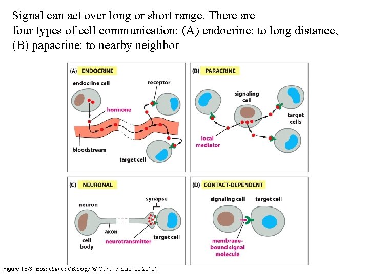 Signal can act over long or short range. There are four types of cell