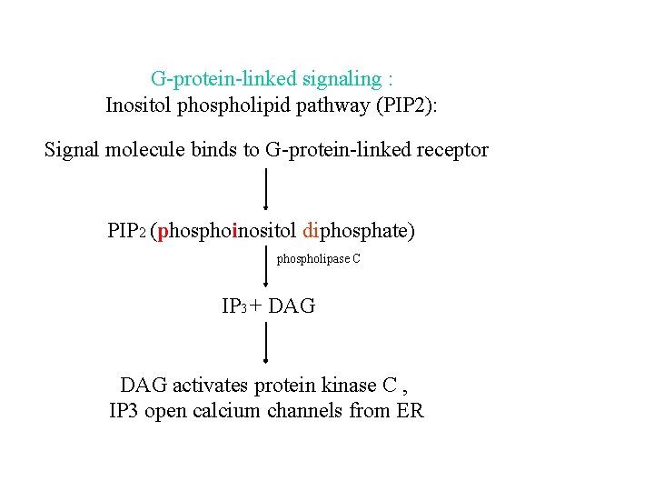 G-protein-linked signaling : Inositol phospholipid pathway (PIP 2): Signal molecule binds to G-protein-linked receptor