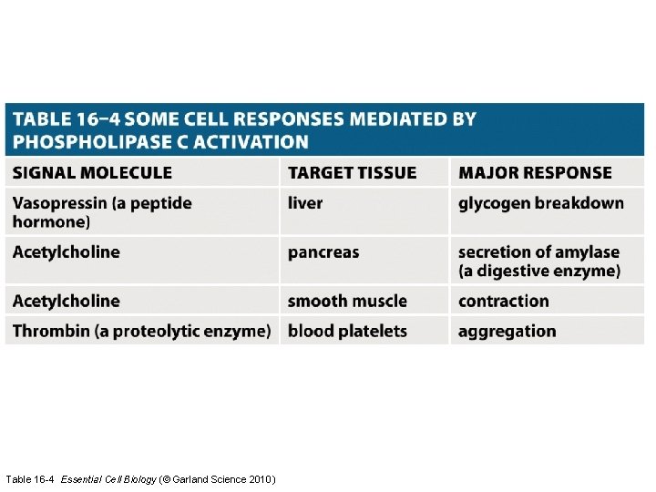 Table 16 -4 Essential Cell Biology (© Garland Science 2010) 