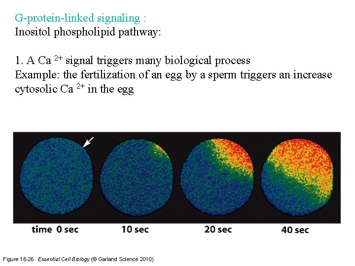 G-protein-linked signaling : Inositol phospholipid pathway: 1. A Ca 2+ signal triggers many biological