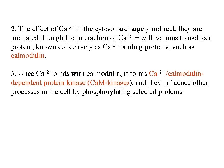 2. The effect of Ca 2+ in the cytosol are largely indirect, they are