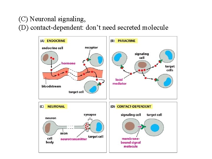 (C) Neuronal signaling, (D) contact-dependent: don’t need secreted molecule 