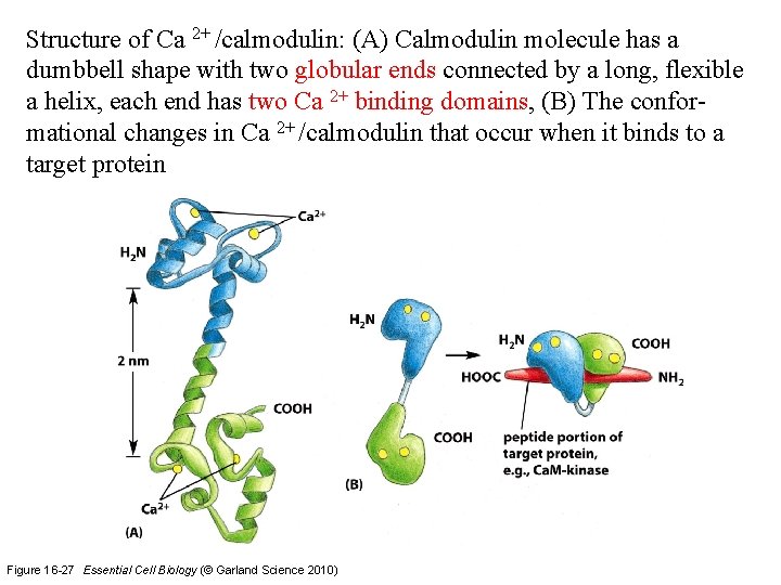 Structure of Ca 2+ /calmodulin: (A) Calmodulin molecule has a dumbbell shape with two