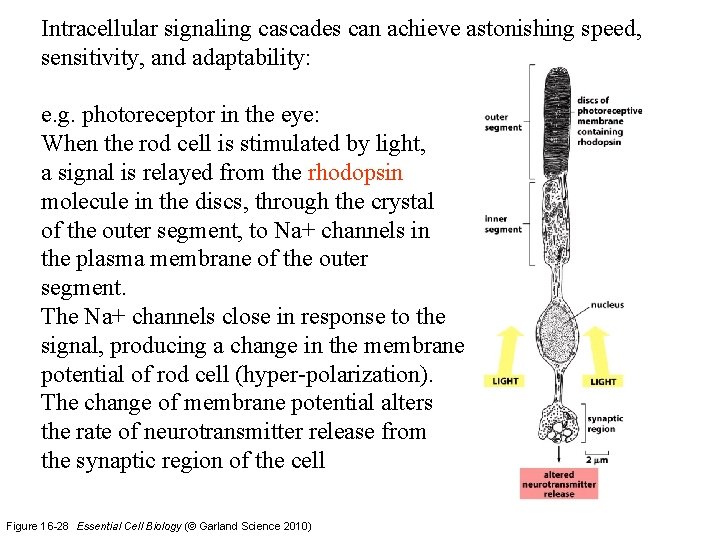 Intracellular signaling cascades can achieve astonishing speed, sensitivity, and adaptability: e. g. photoreceptor in