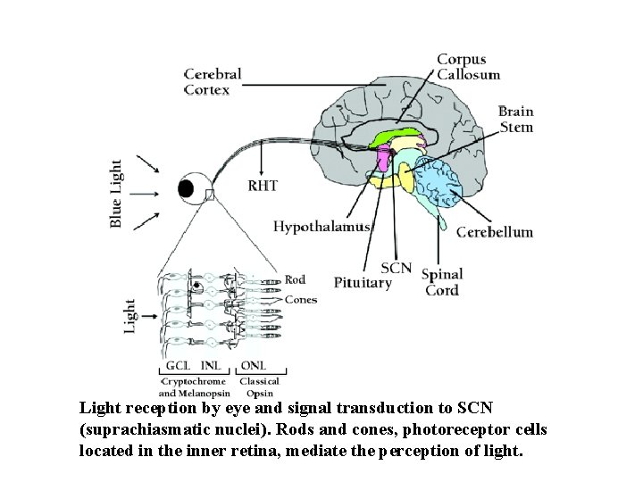 Light reception by eye and signal transduction to SCN (suprachiasmatic nuclei). Rods and cones,