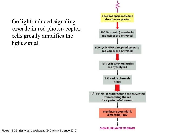 the light-induced signaling cascade in rod photoreceptor cells greatly amplifies the light signal Figure