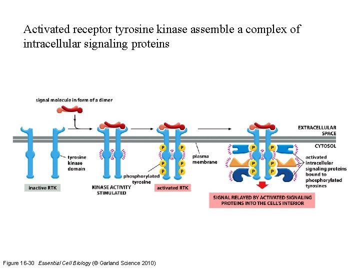 Activated receptor tyrosine kinase assemble a complex of intracellular signaling proteins Figure 16 -30