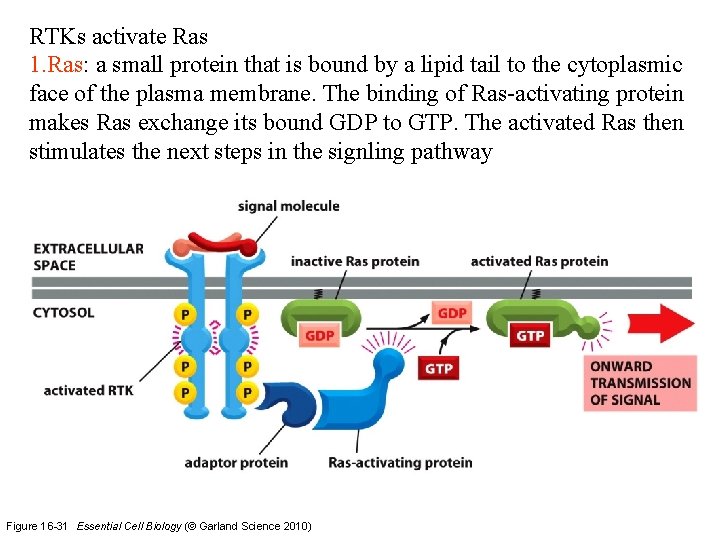 RTKs activate Ras 1. Ras: a small protein that is bound by a lipid